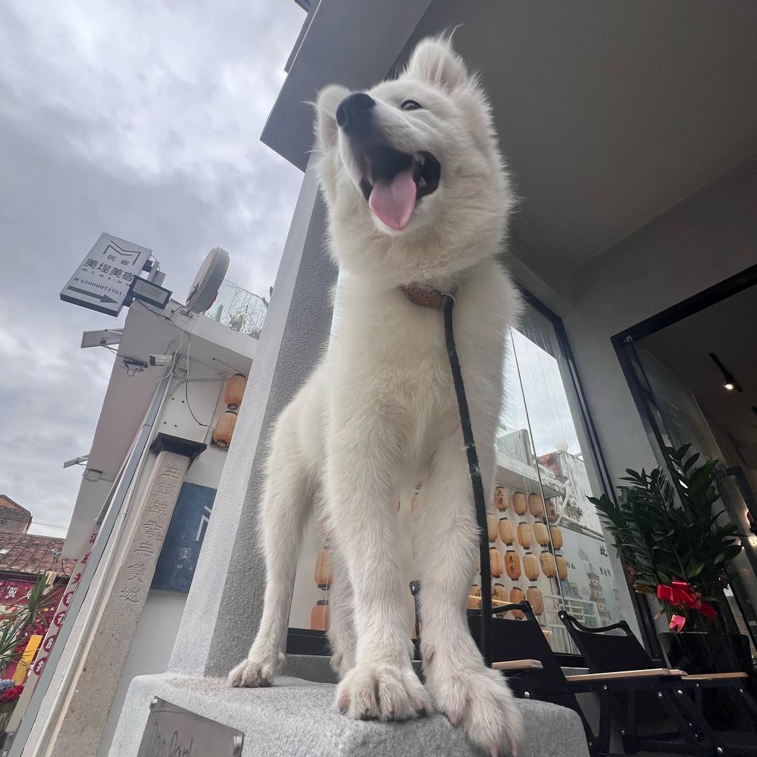 泉州young tea日茶夜酒