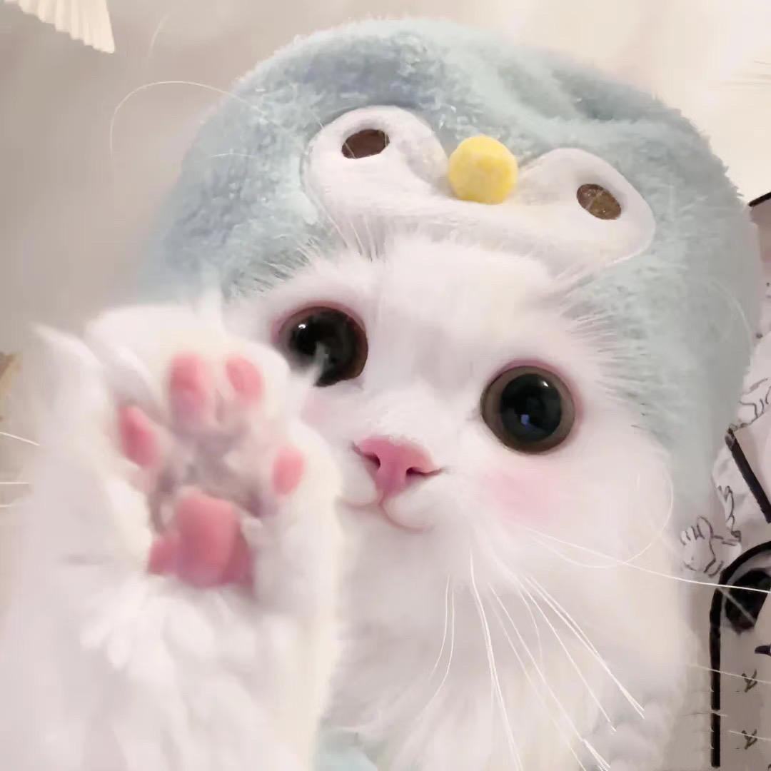 猫猫张呀～