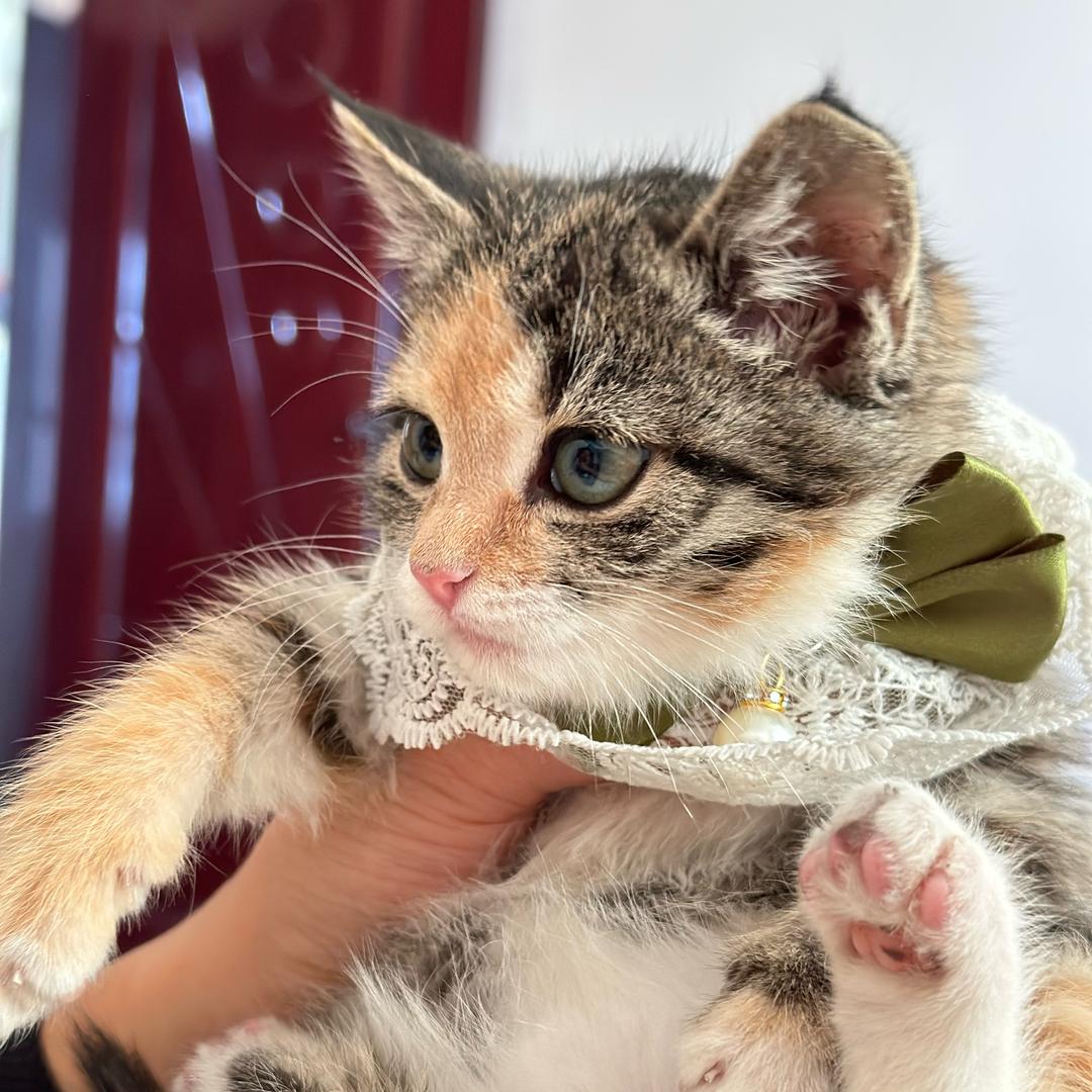 🍍波螺波螺咪🐱