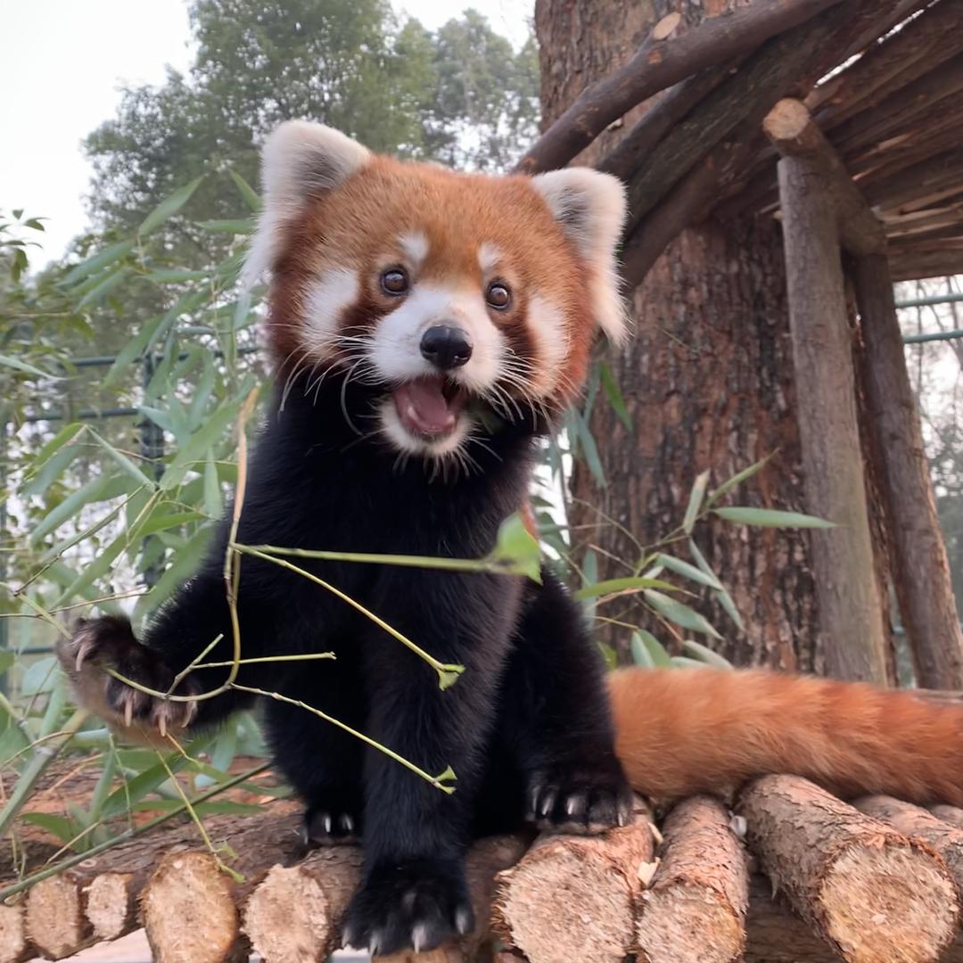 小熊猫毛球
