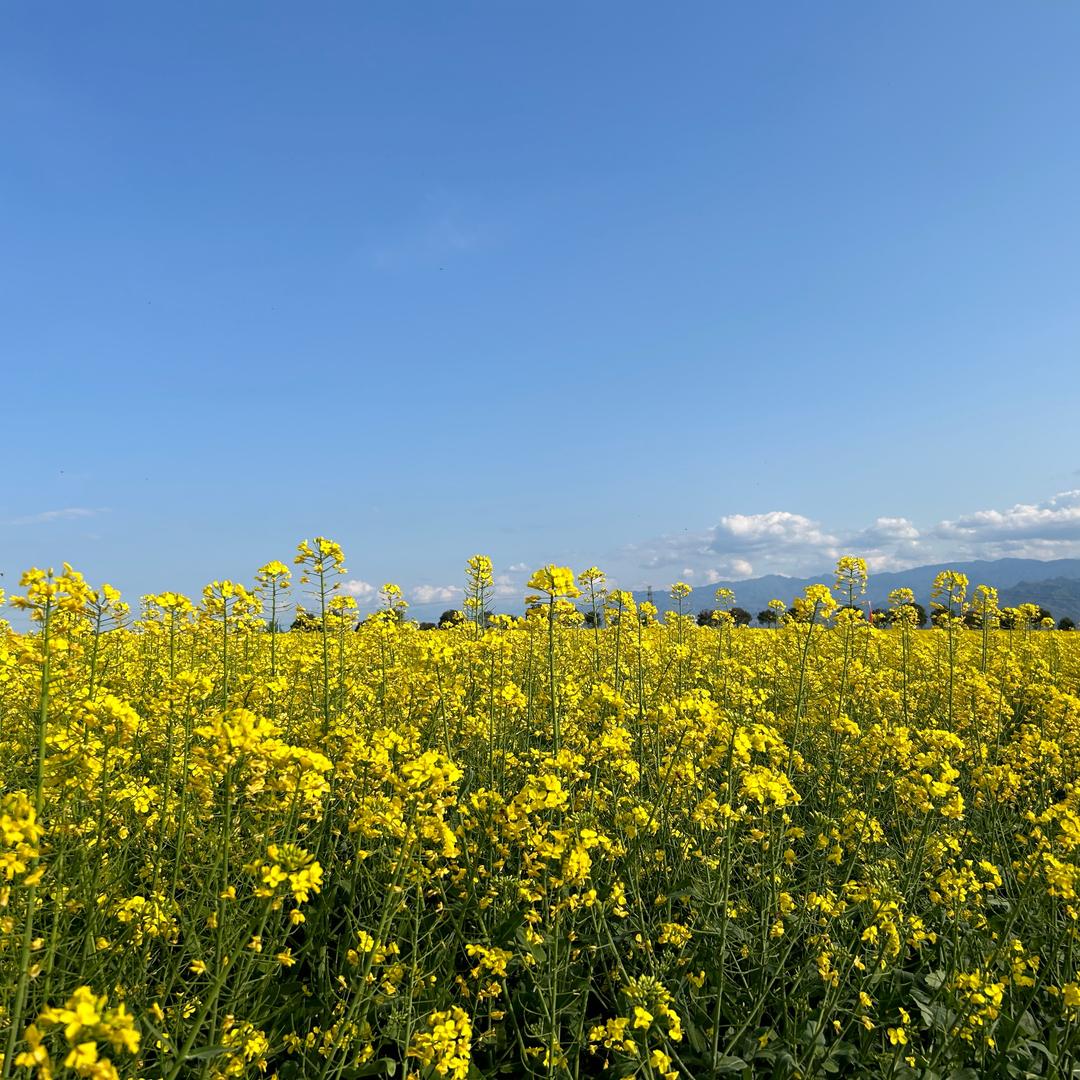 向日葵🌻