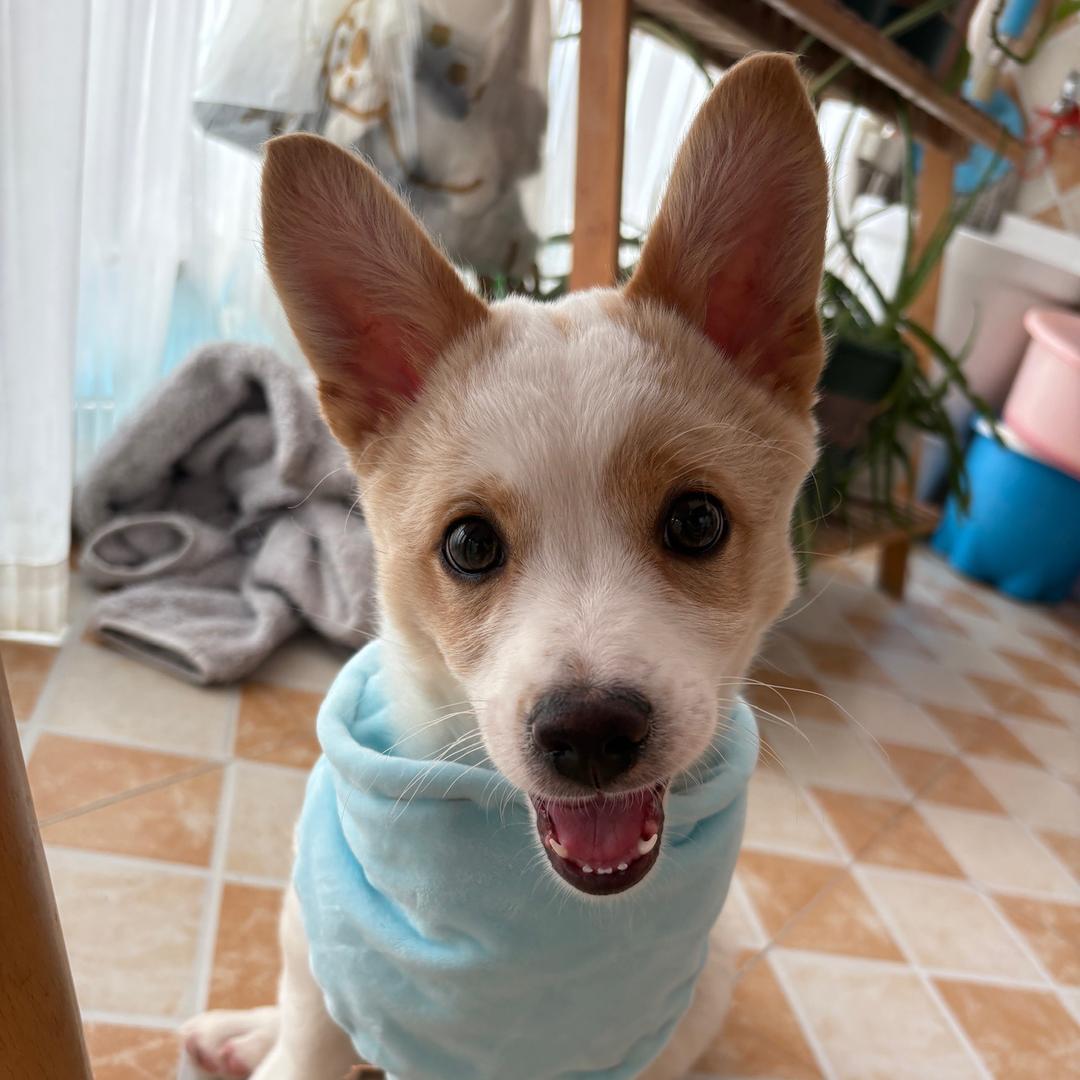 蛋黄🐾
