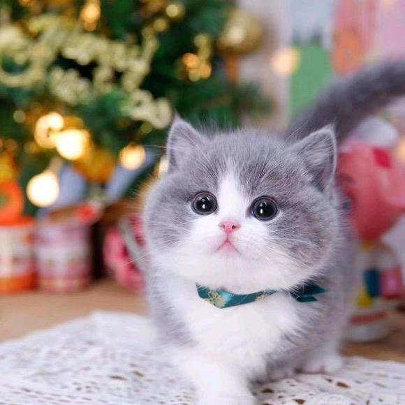 邢台怡豪猫舍