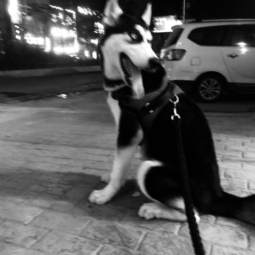 宿豫圆圆宠物店