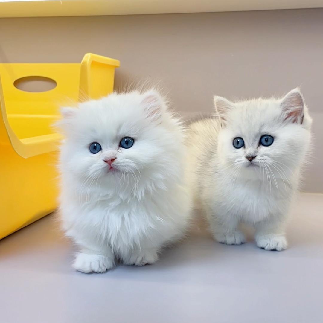 Liza的小猫日记