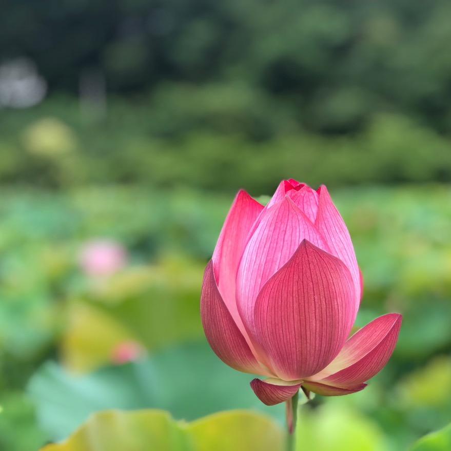 日月心