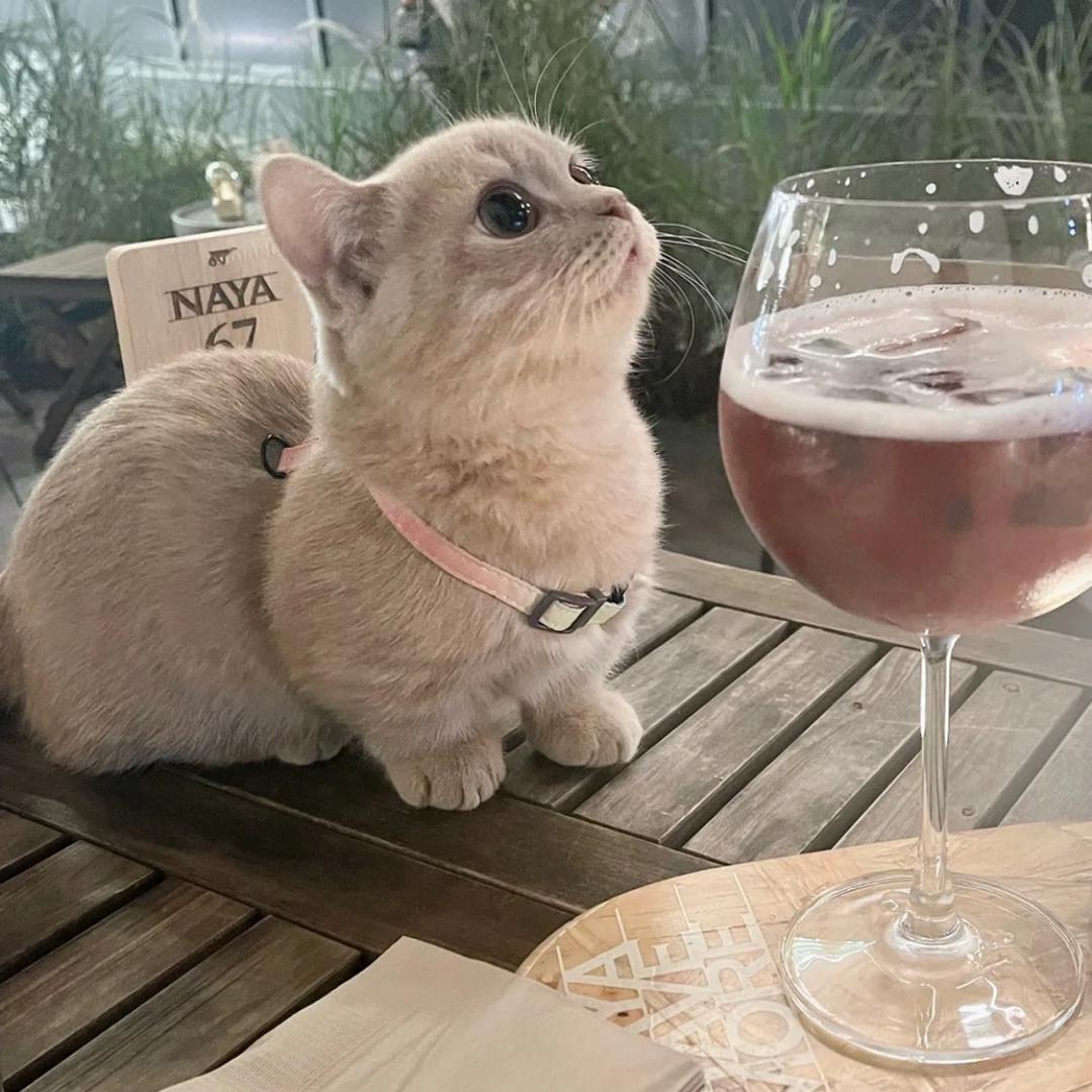 志明的猫