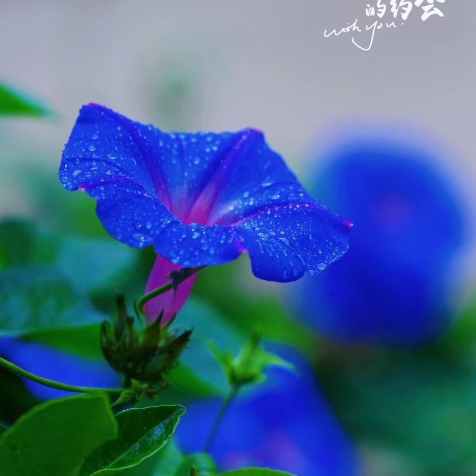 清柠小说
