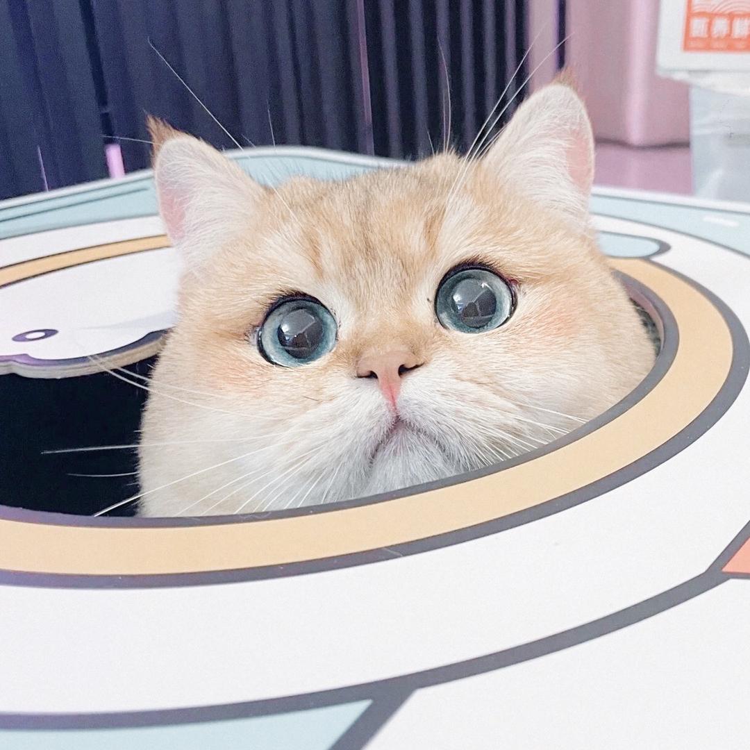 橘子不甜🍊