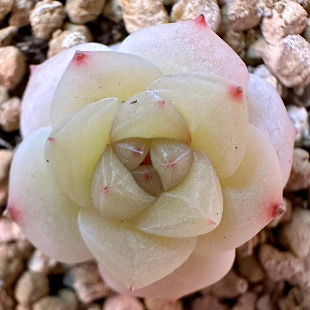 慢时光🌼