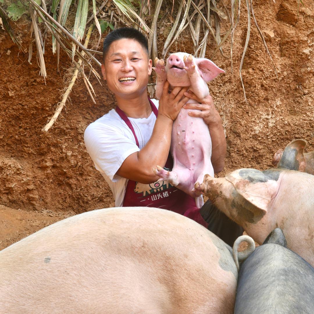 杨凯养猪生活（山头猪）