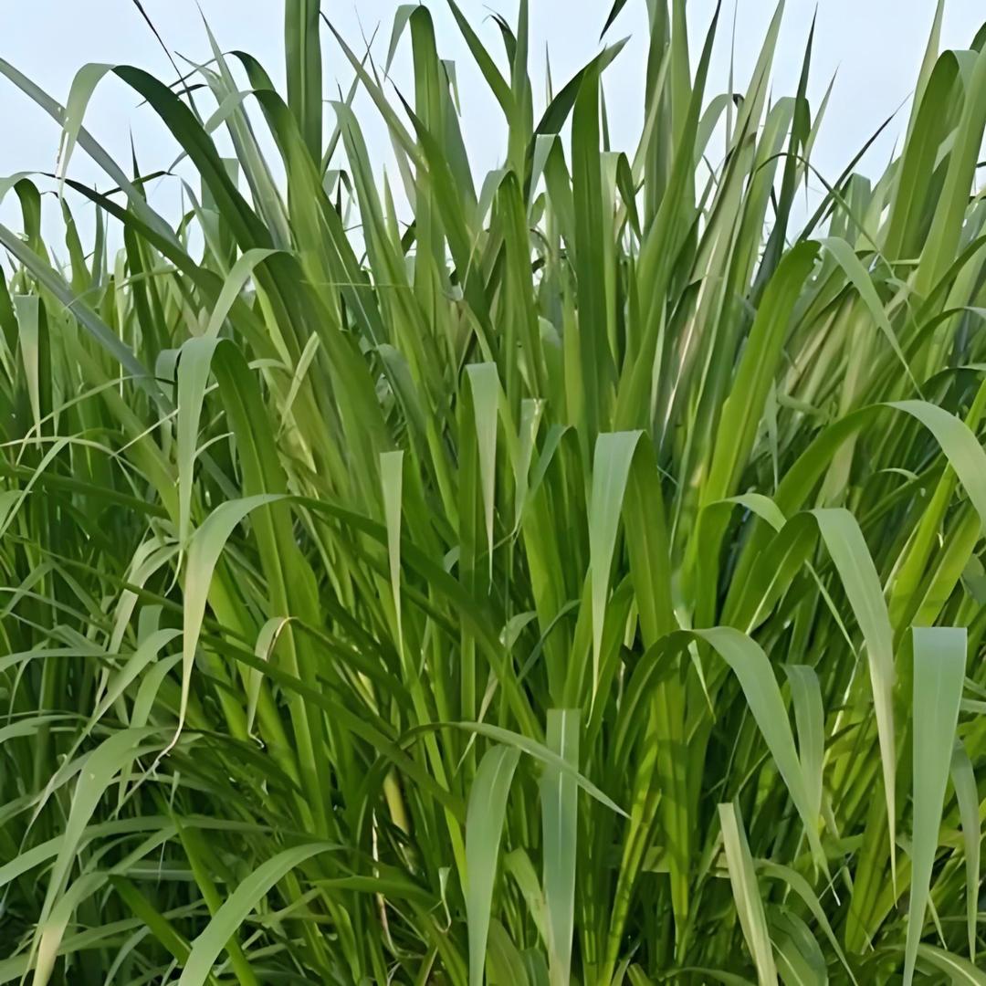 七彩子园艺种子站