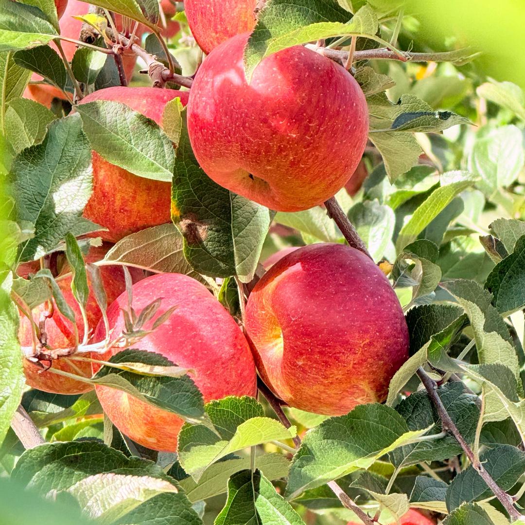 李家湾的丑苹果