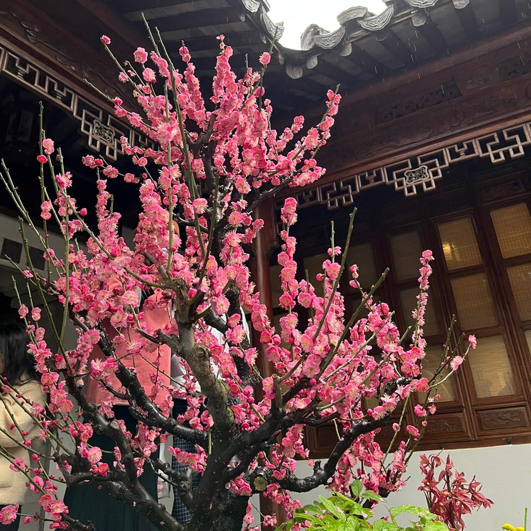 西坡大嫂