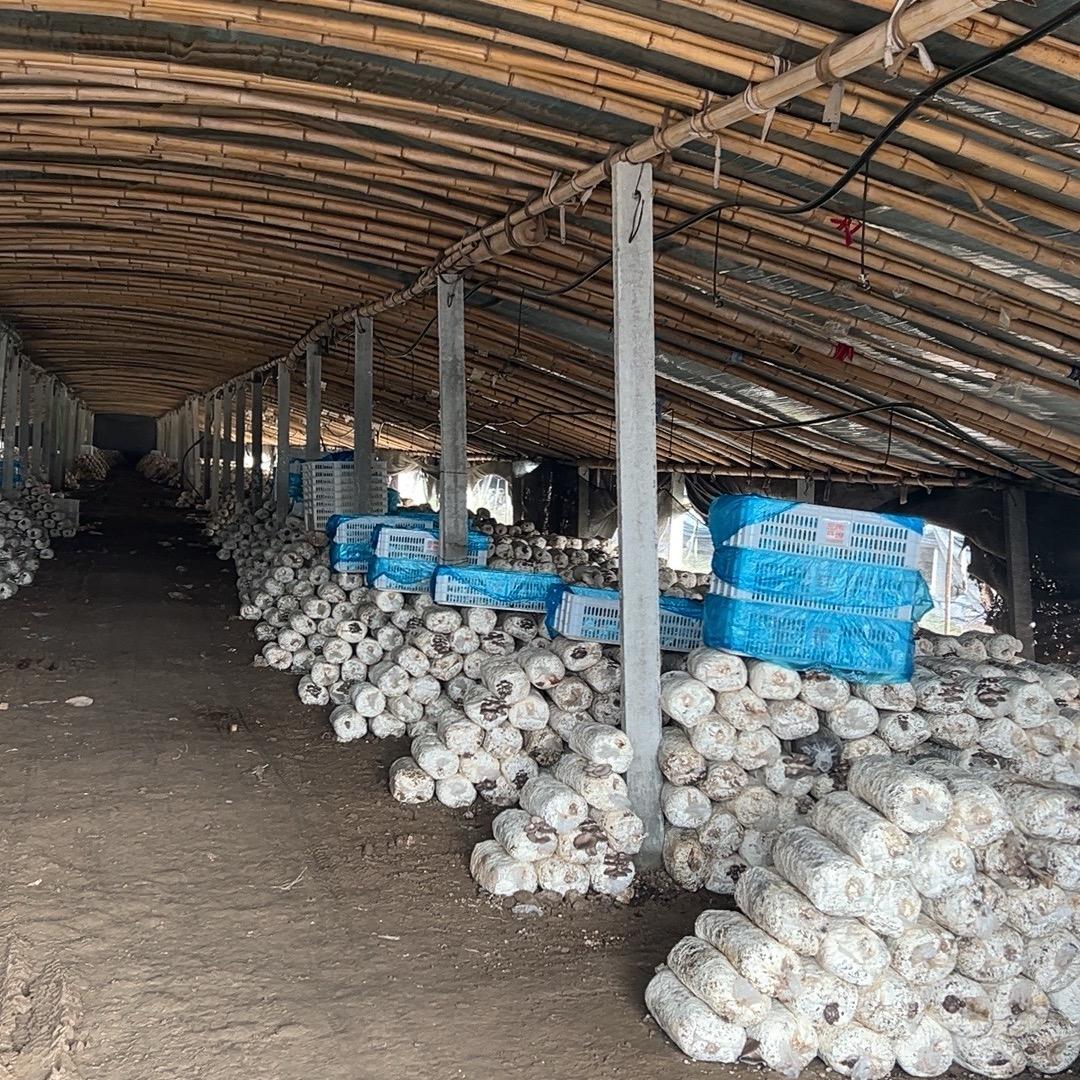 斑马四季蘑菇菌包