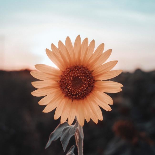 向日葵🌻🌻🌻🌻🌻🌻