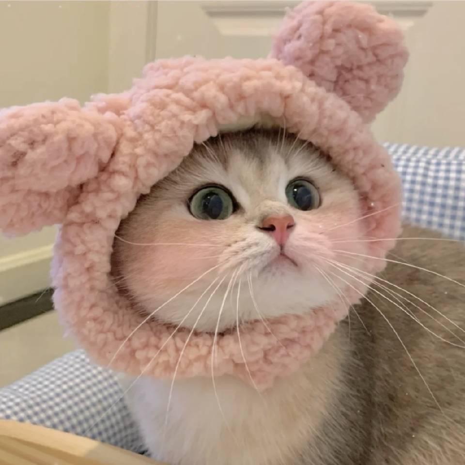 糖果兔