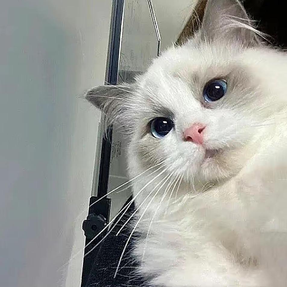 Z'M