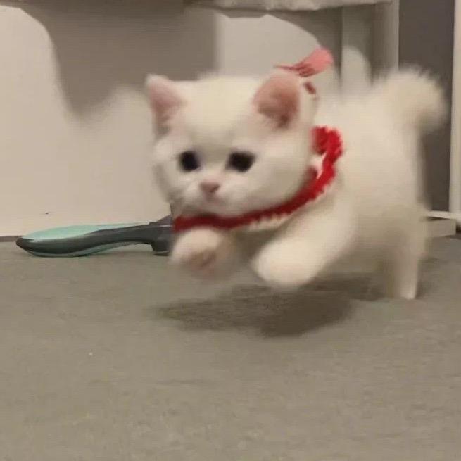 老余不是🐟