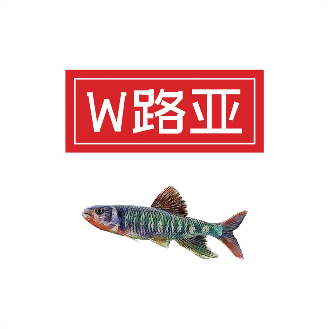 W路亚