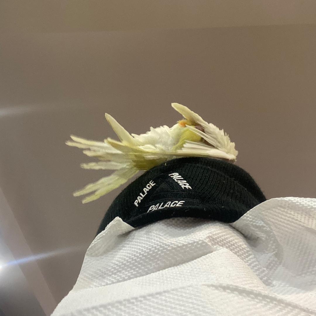 希尔梨
