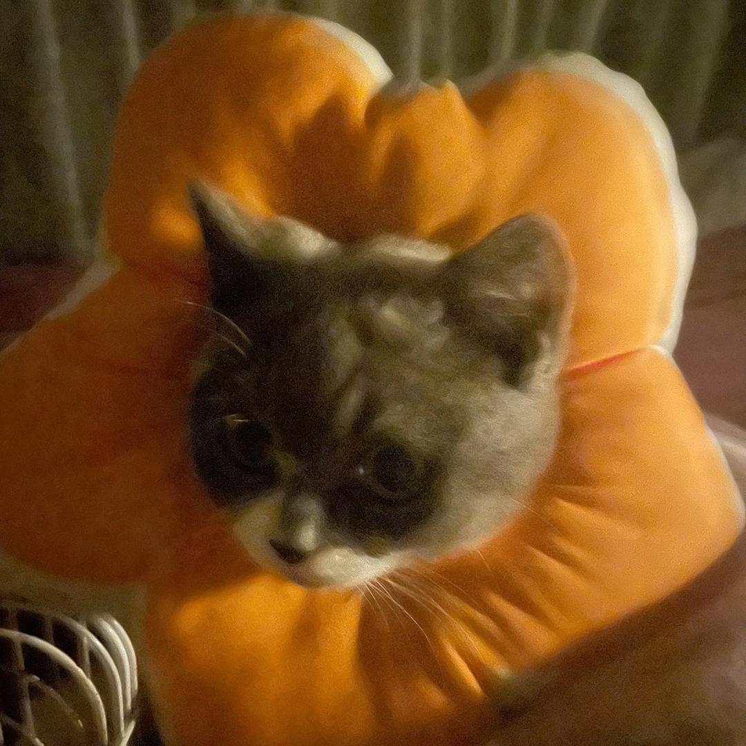 猫？
