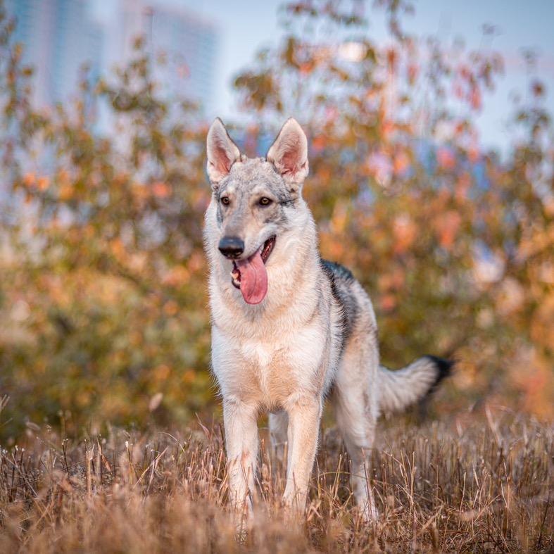 辛巴 &丁满🐺🐕