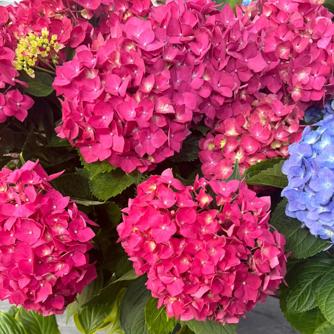 滇丰花卉