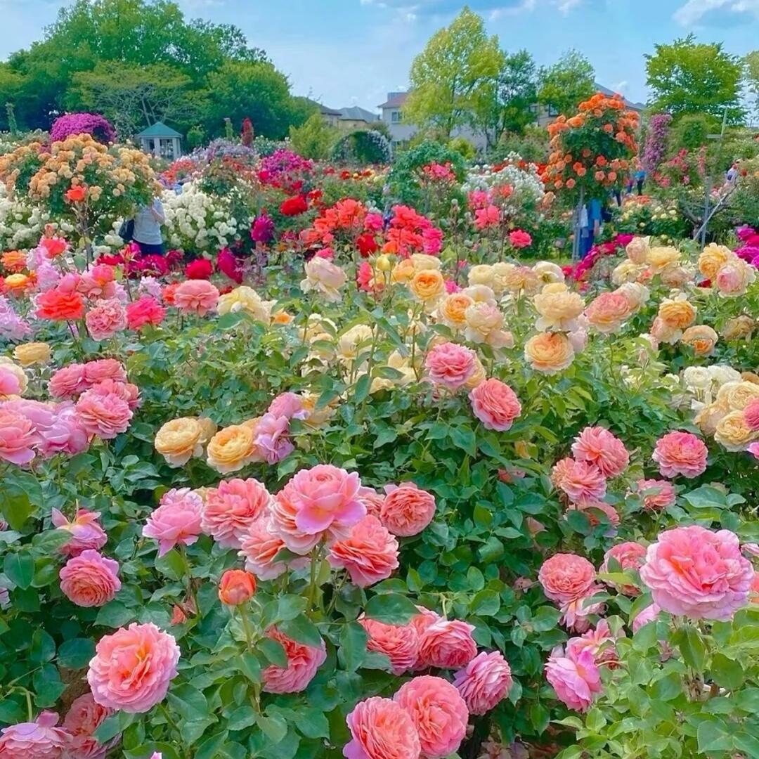 咿咿的鲜花花舍