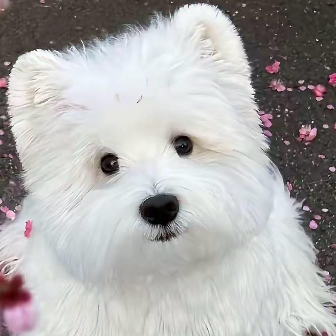 老徐家萌宠2