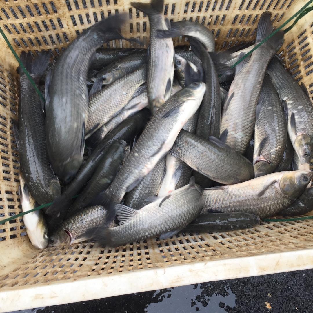 兰溪游埠小胡钓鱼场