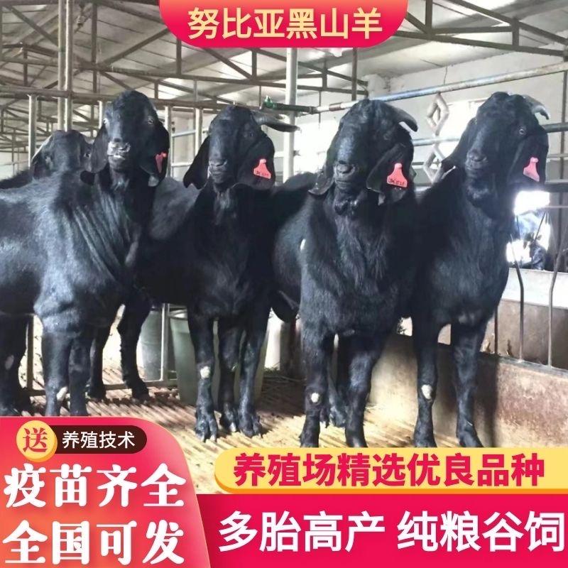 嘿汕羊培育繁殖