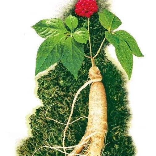 掌控时间轴的鱼参茸特产