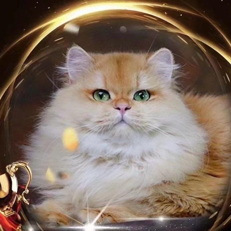 老v猫猫（直播号）