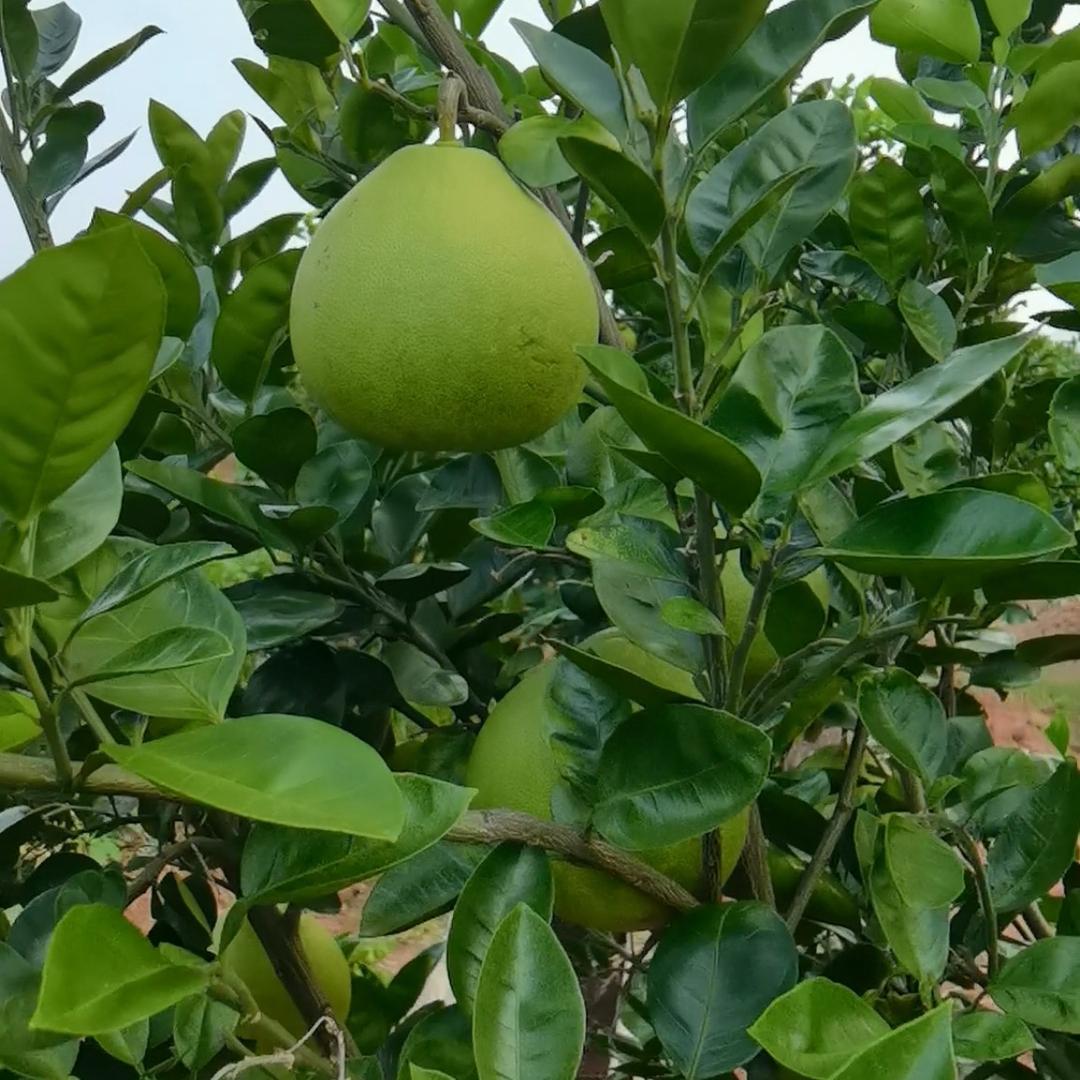 光远农场（井冈蜜柚）