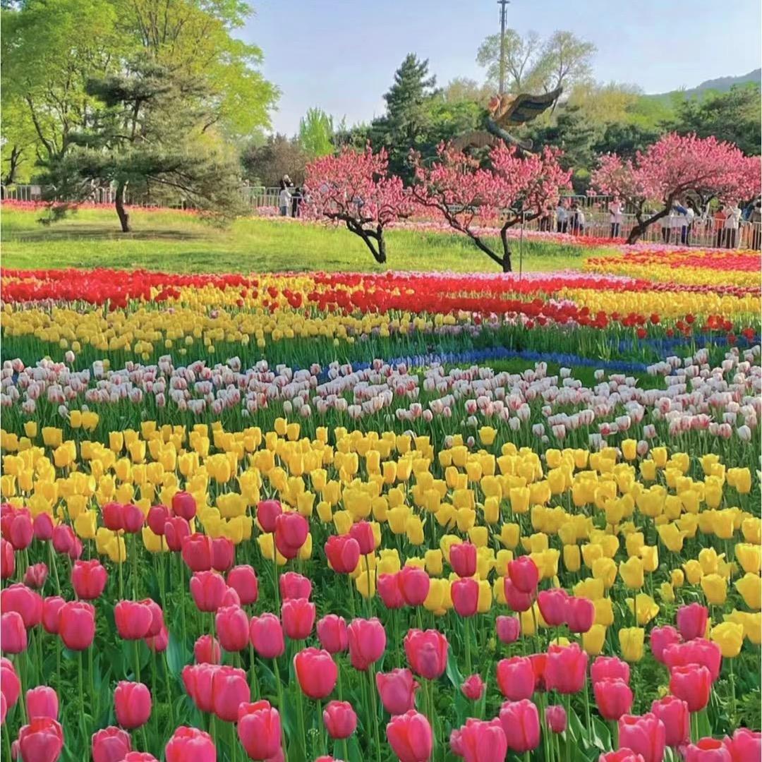 宜宾彩山四季花海景区