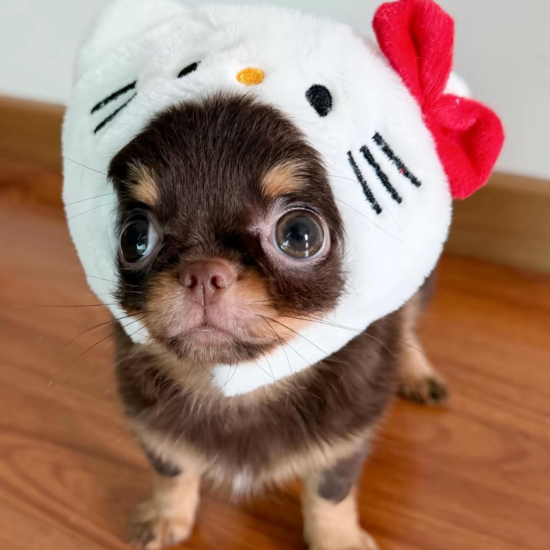 一只软🐑