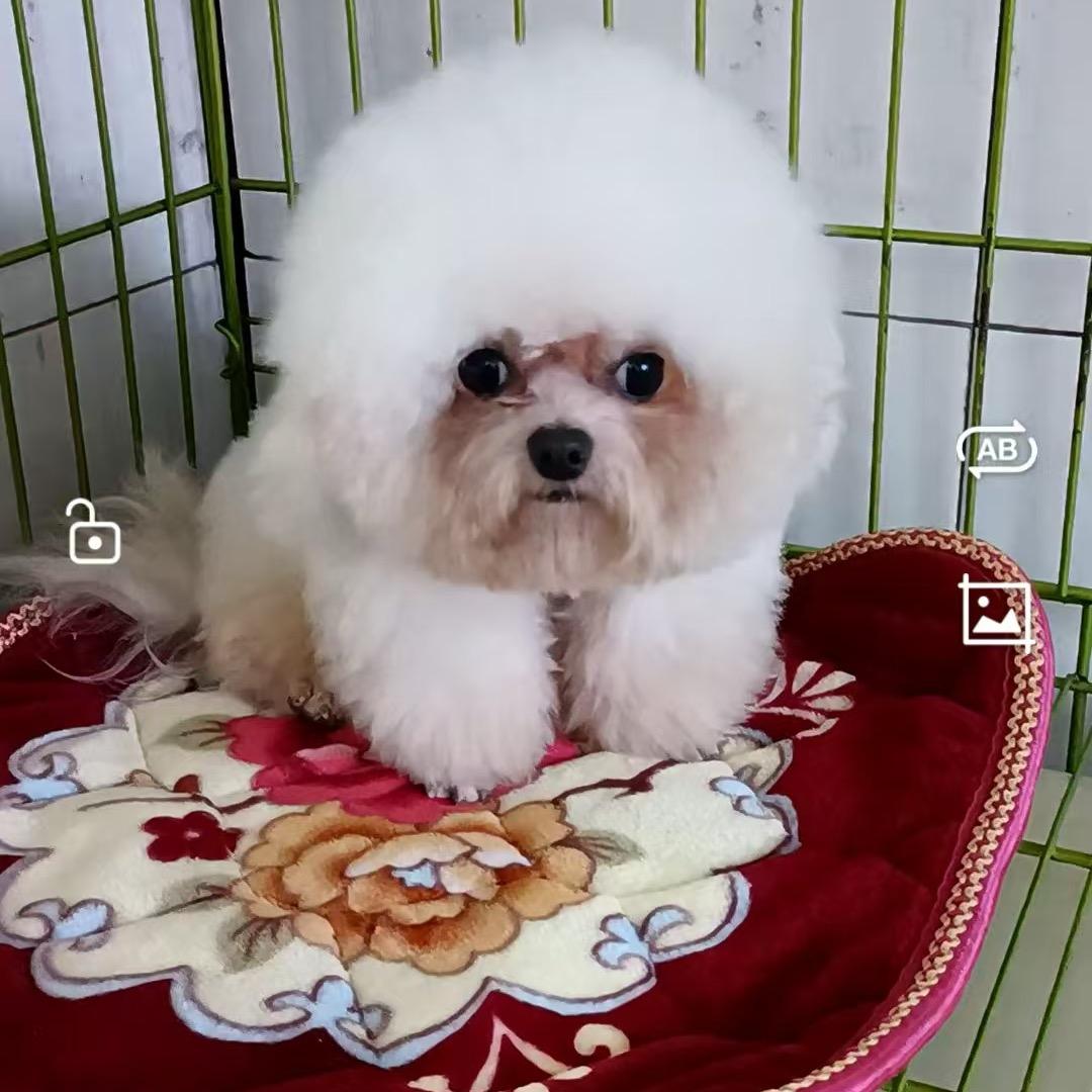 萌宠犬舍🤝妍姐