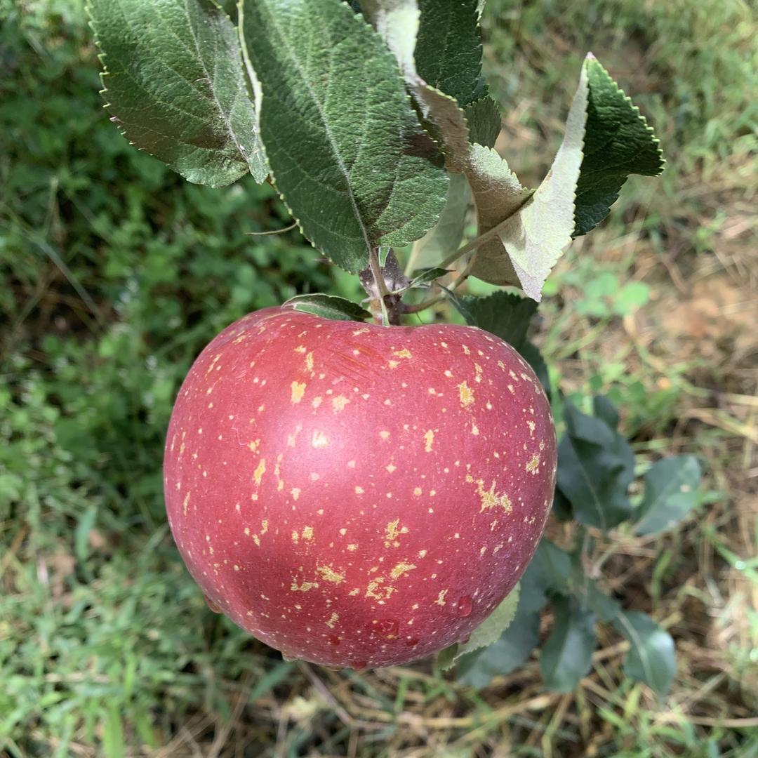 萌果果园水果优选