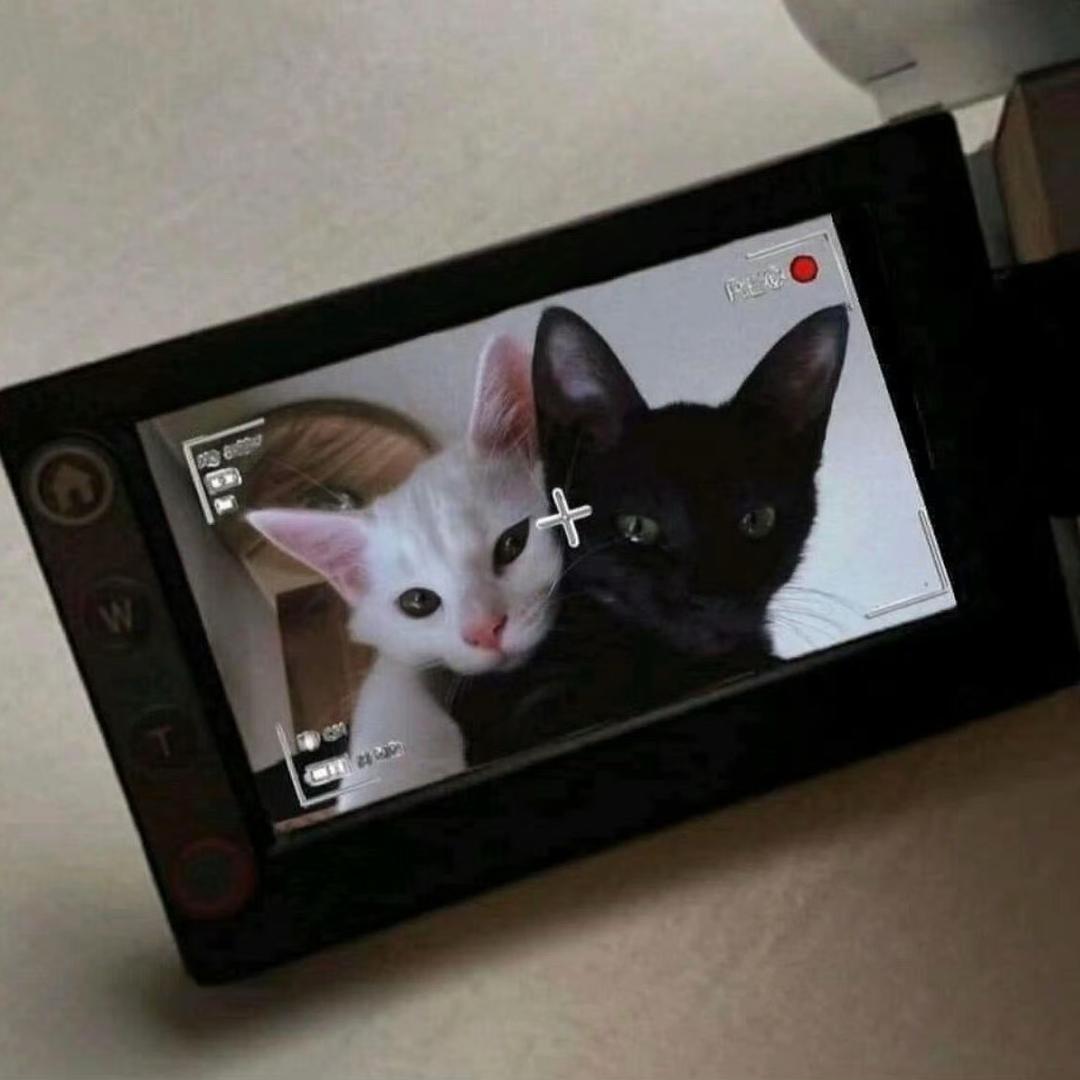 猫味核桃double