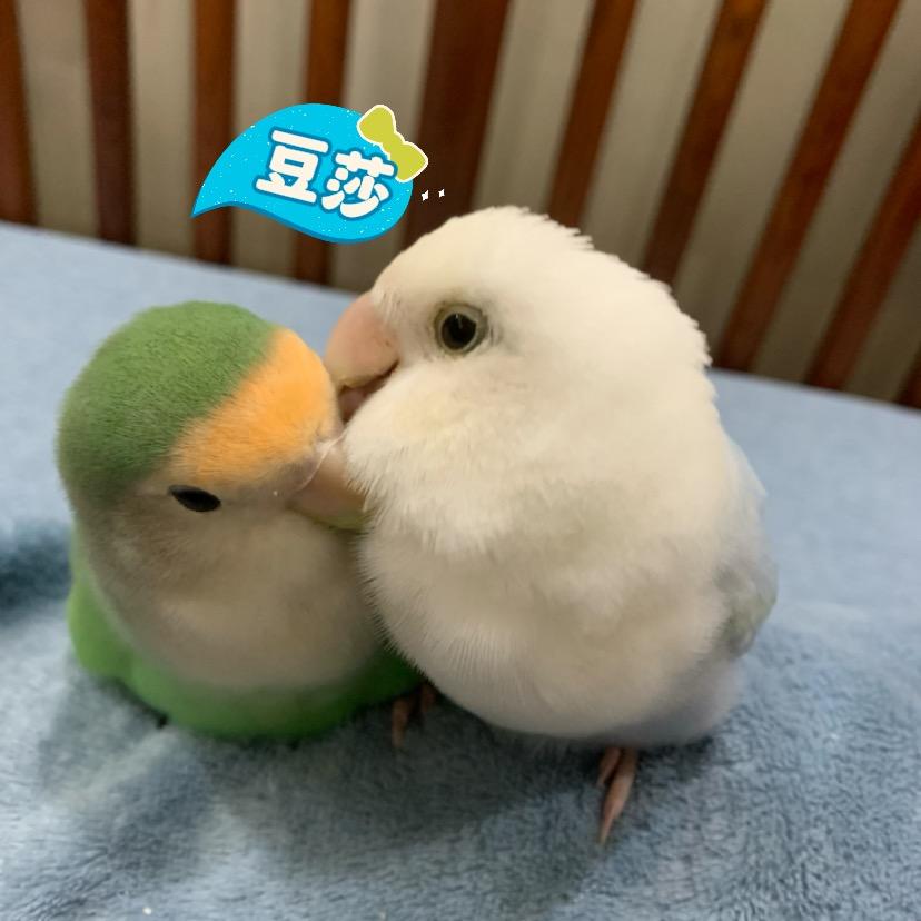 豆豆有点呆🐥