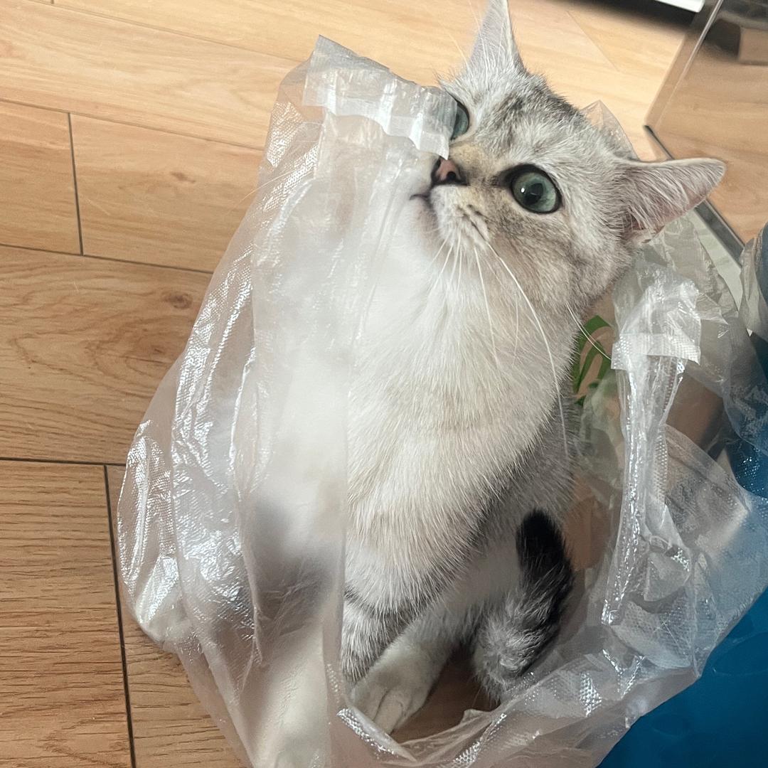 王金豆