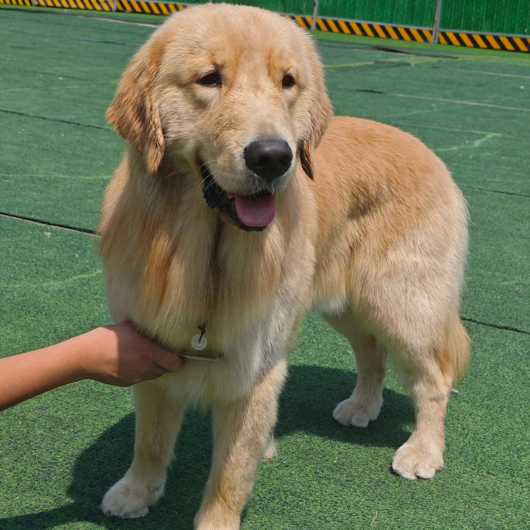 灰灰是黄毛🐶