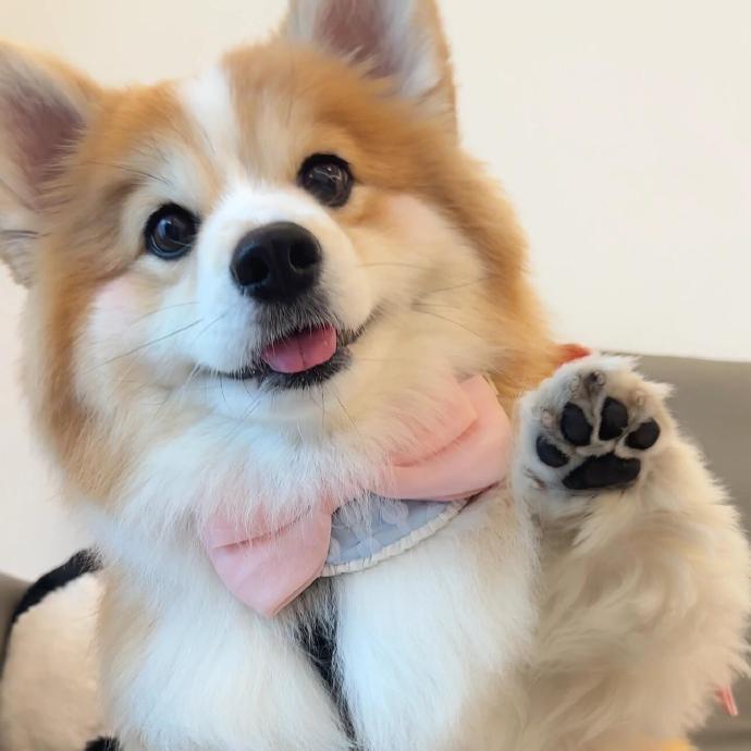 小迪宠物臻选阁