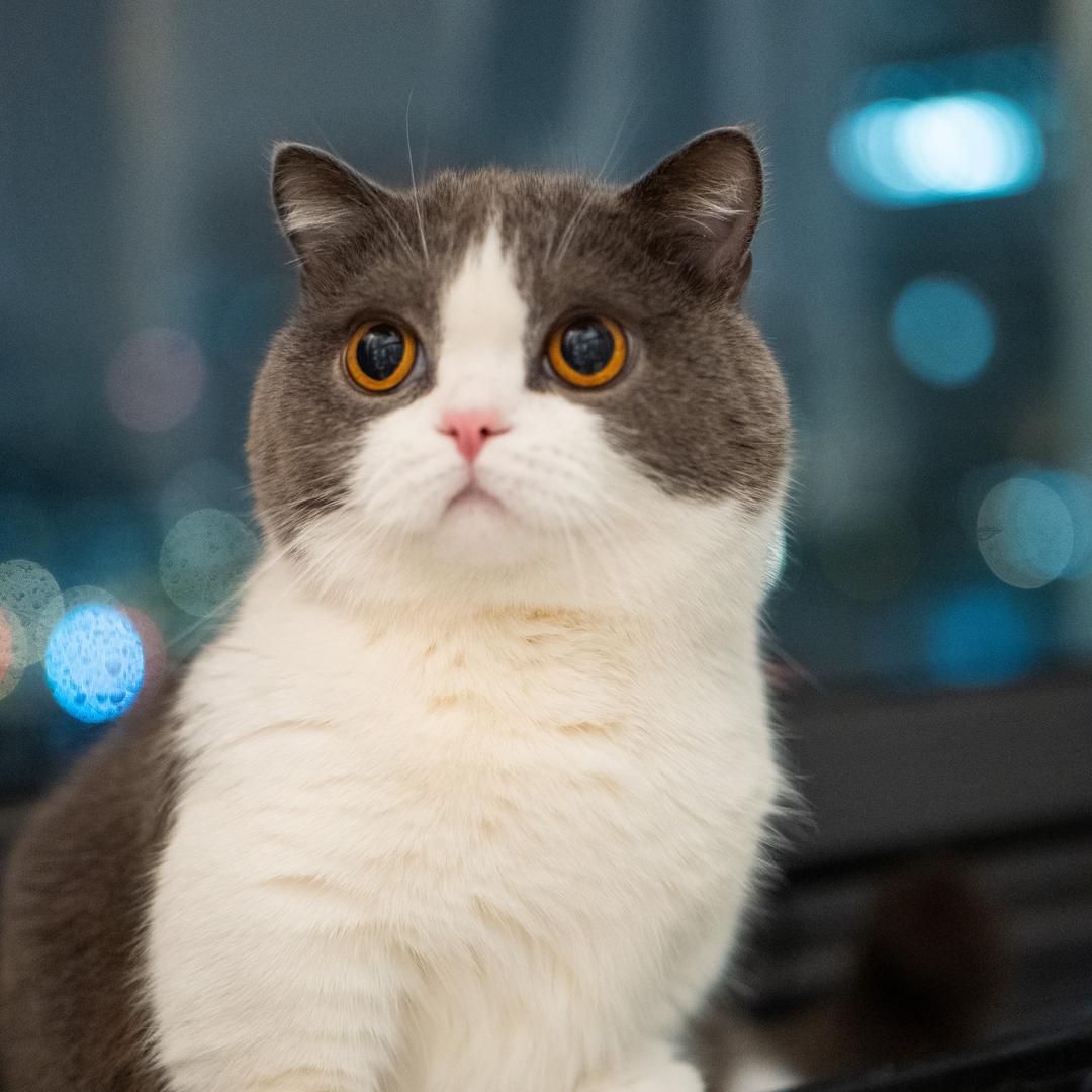皮球玩个球