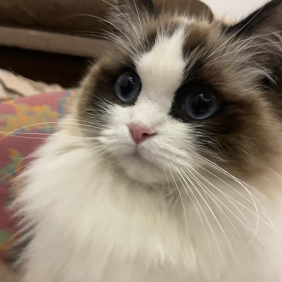 阿森