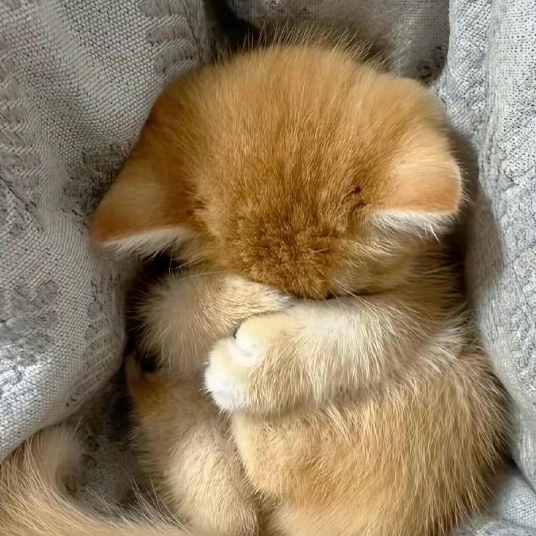 小猫笨嘟嘟ᶜᵃᵗ.