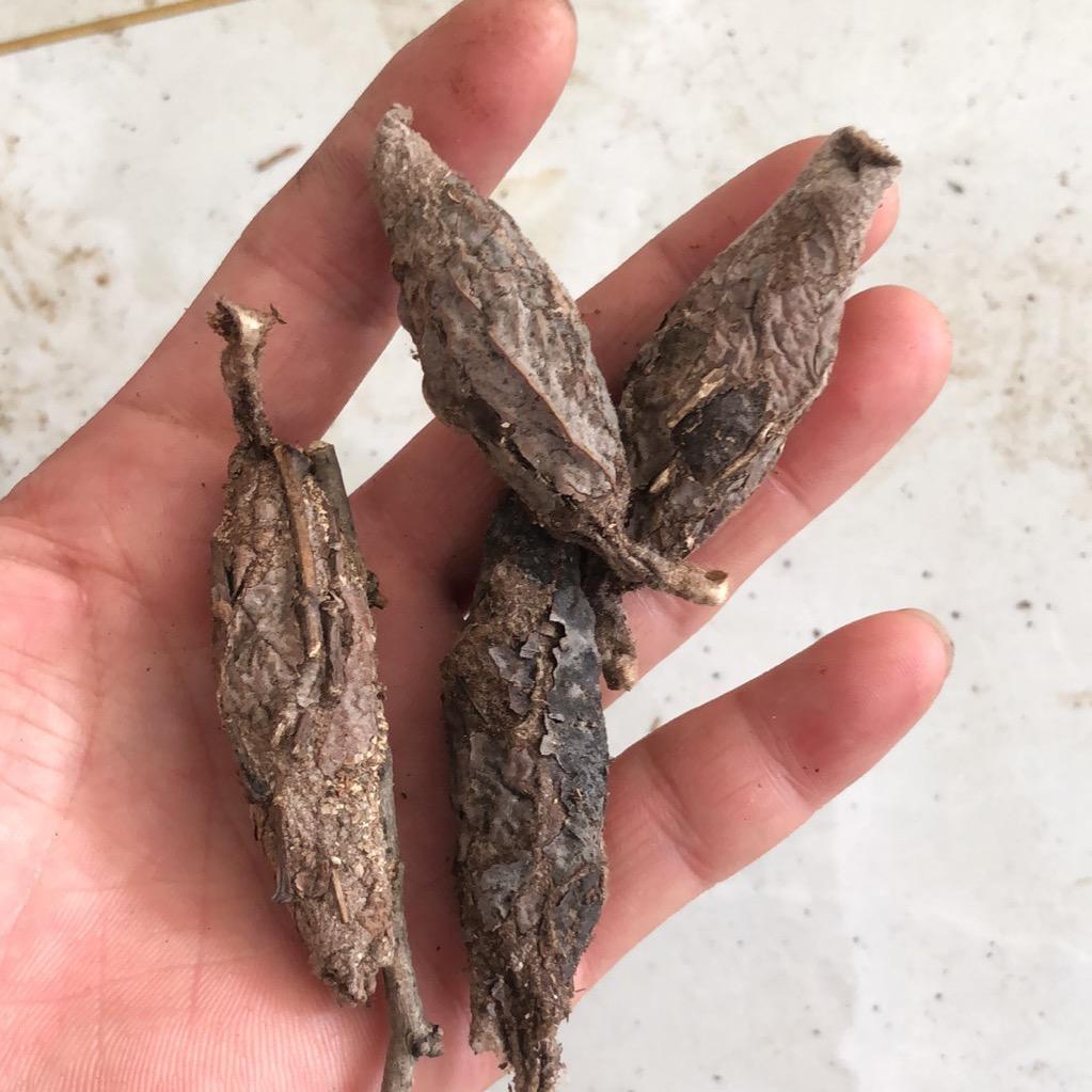 杨哥皮虫花腿