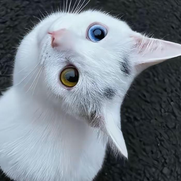 微辣咩咩