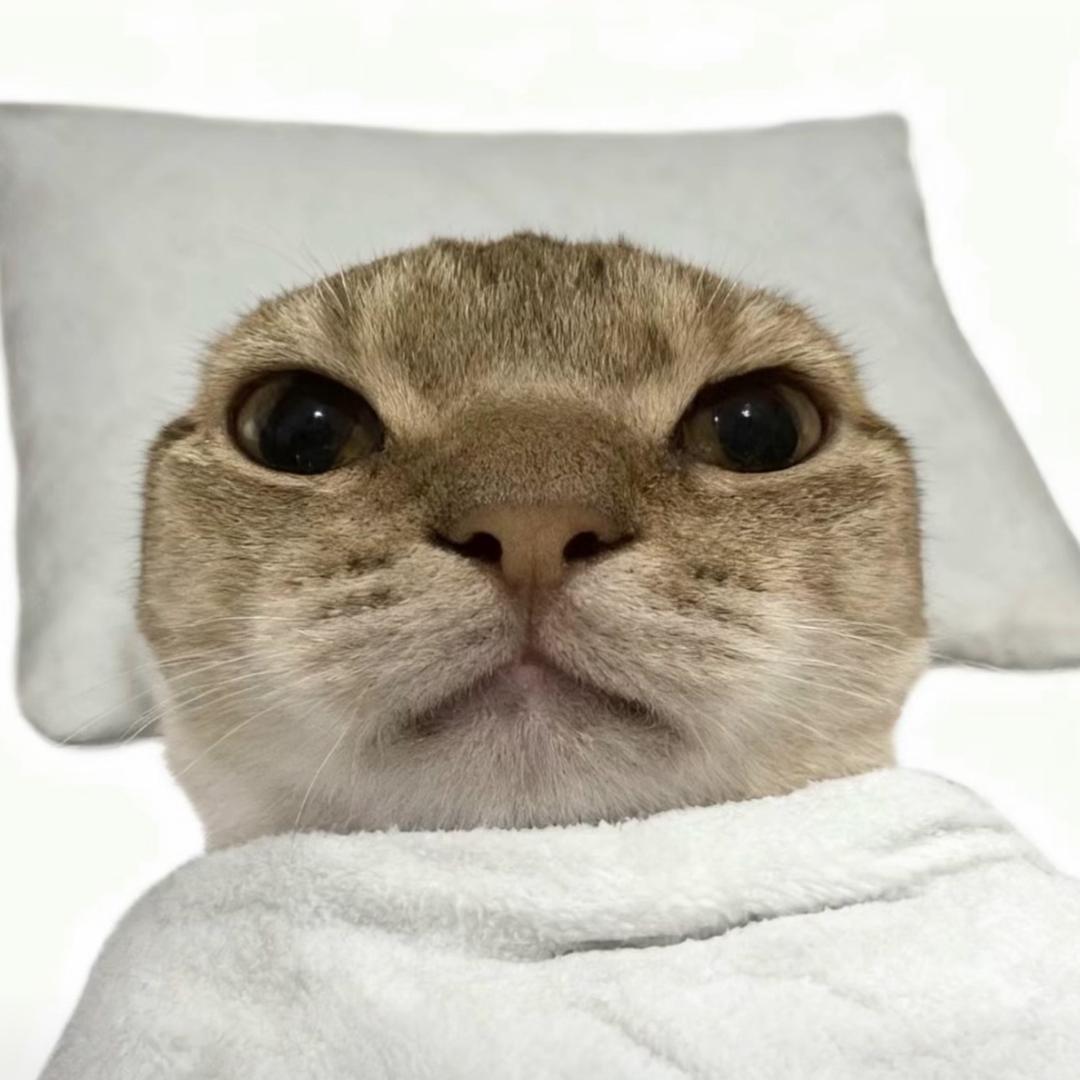 🐱（三角洲）